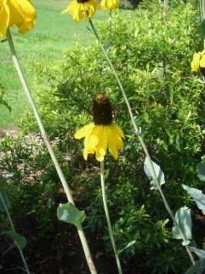 Cabbage-leaf Coneflower